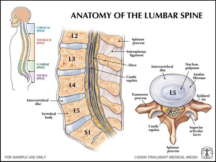lumbar spine anatomy L1-L5