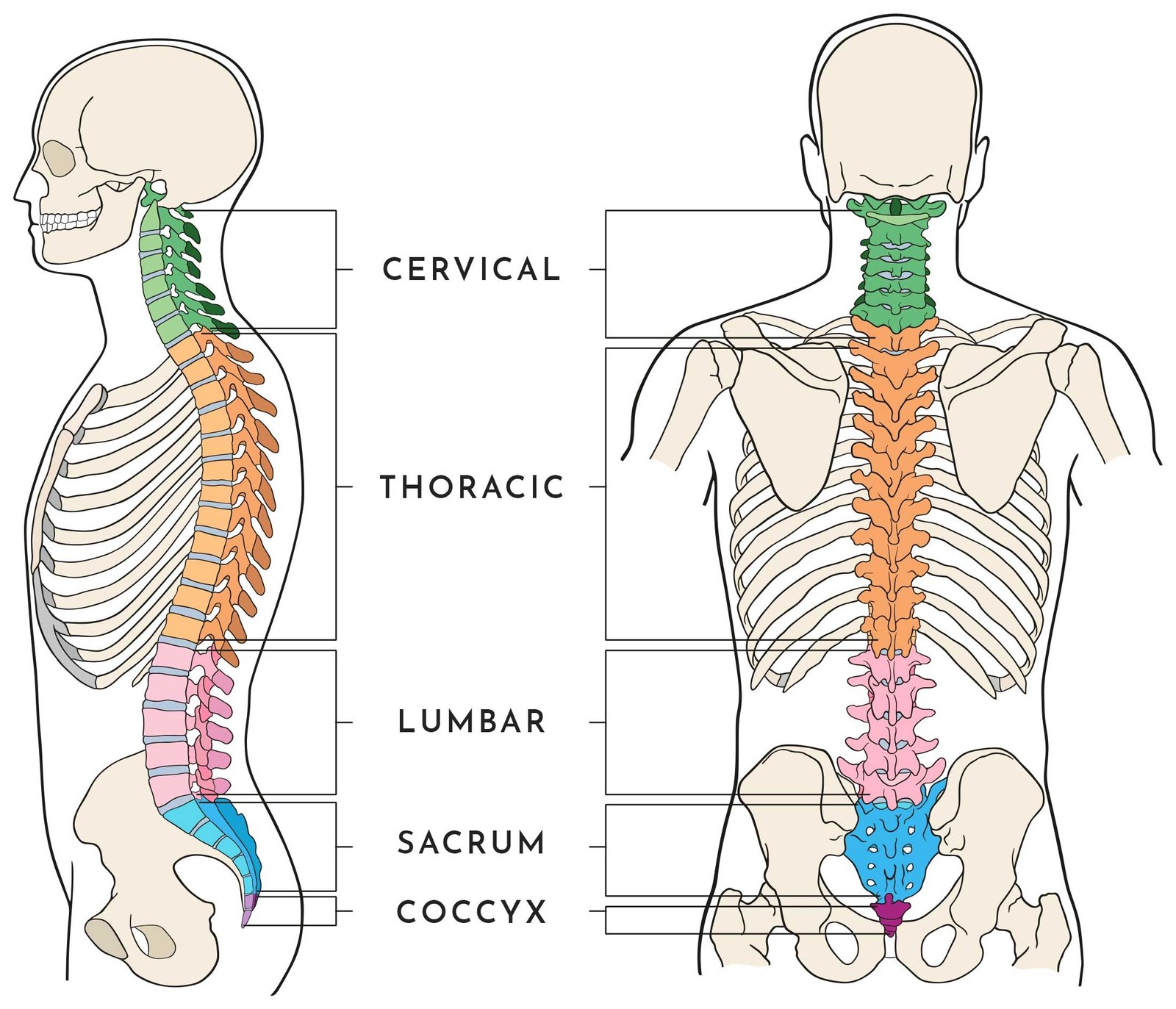 lumbar support placement